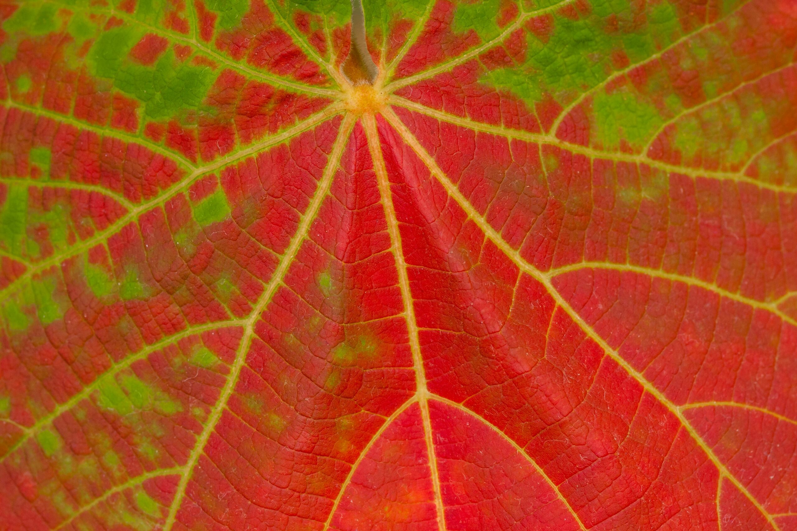 The Yang Meridians in Traditional Chinese Medicine